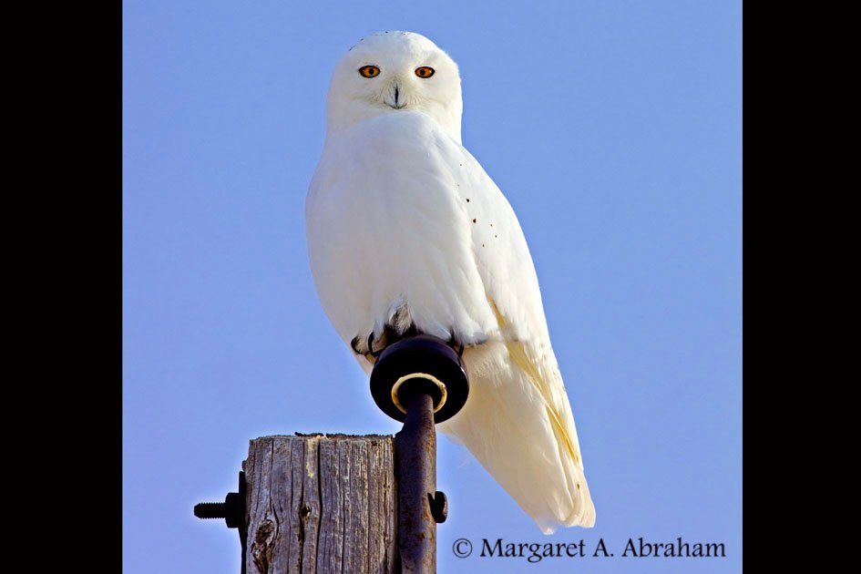 Snowy Owl - male