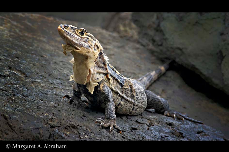 A Costa Rica Iguana sheds it's old skin.
