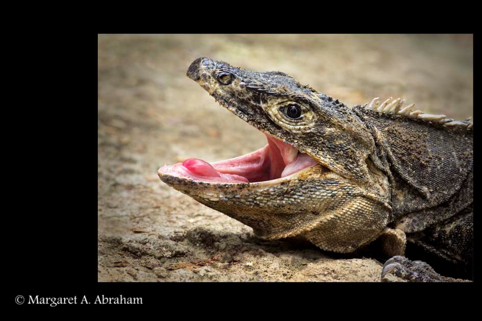 An Iguana shows a bright pink throat to warn off predators.