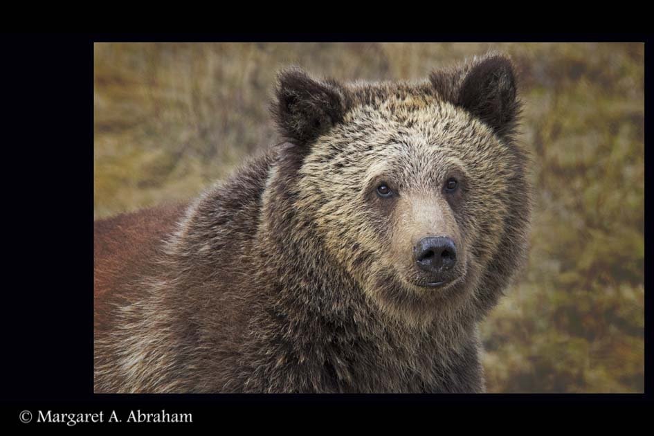 Grizzly-Bear-in-spring