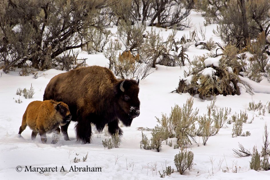 A Bison calf running to keep up with it's mother 