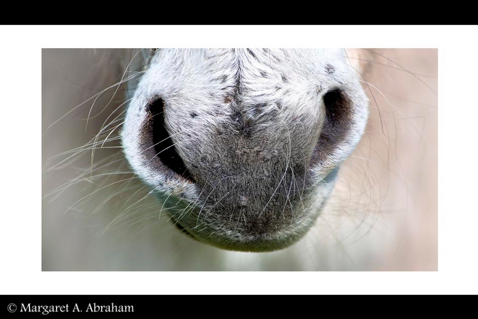 Close up view of a donkeys hairy nose.