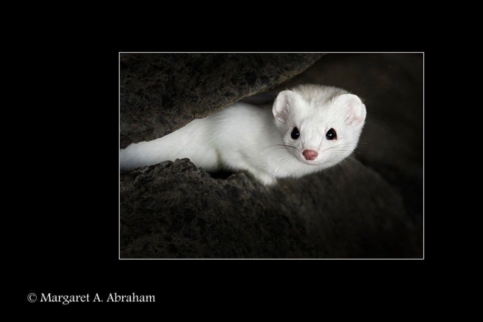 An Ermine is a type of Weasel that  turns white in winter