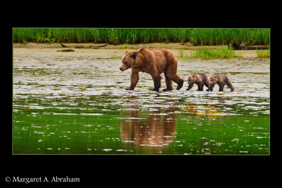 A mother Grizzly Bear bringsher newborn cubs out from the bush for a walk.