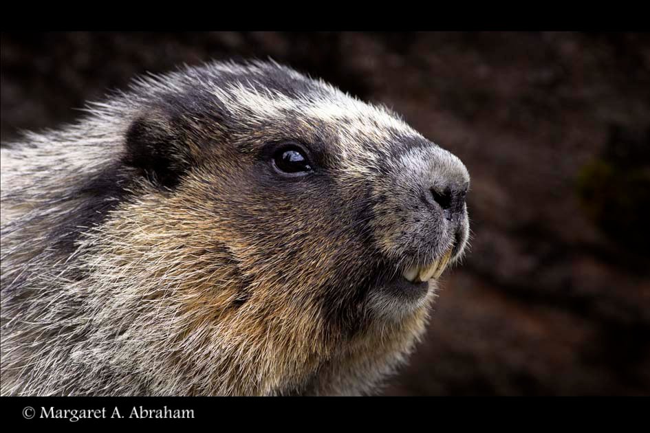 Photograph of a Hoary Marmot found in the Canadian Rockies.