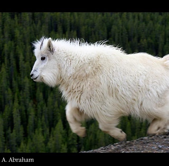 Young Mountain Goat runs along a ridge.